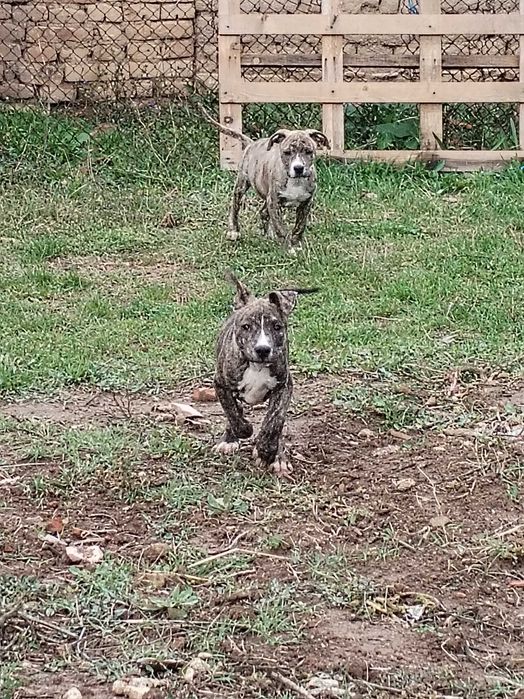 American bully 3 месеца