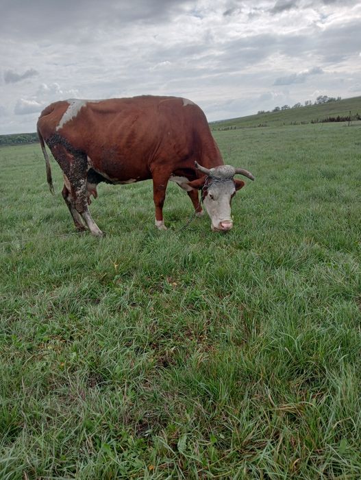 Vând sau schimb pe vitei