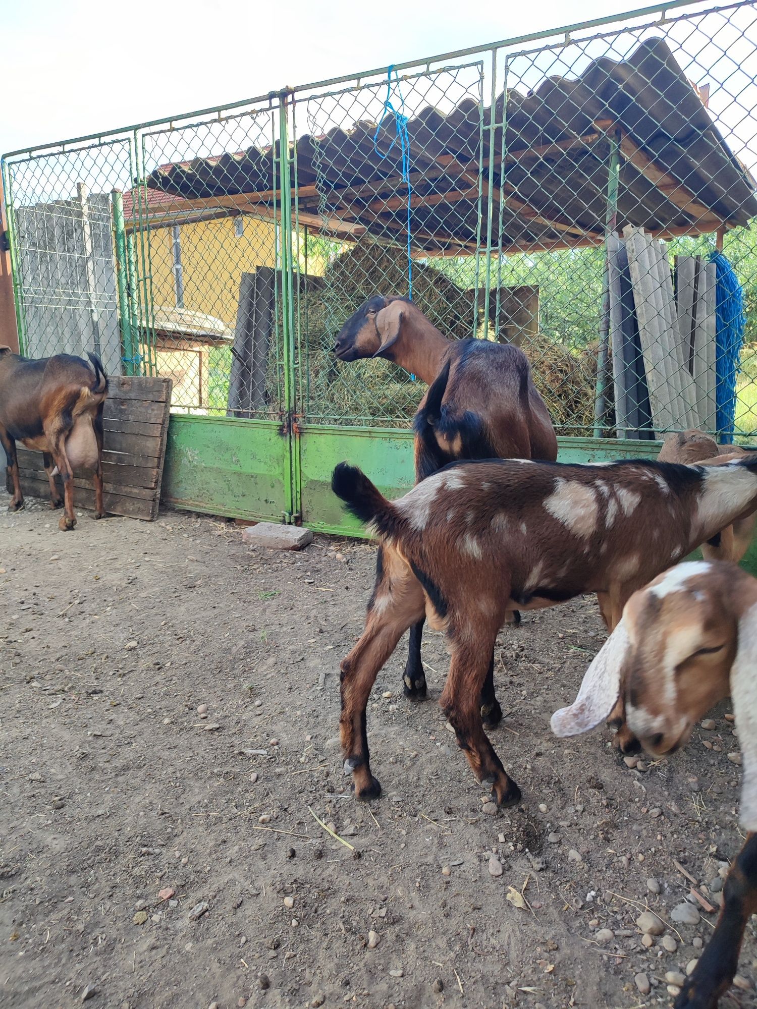 De vânzare doua capre cu cate un tapisor.