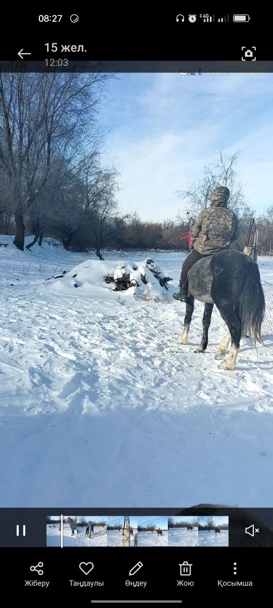 көк айғыр сатылады