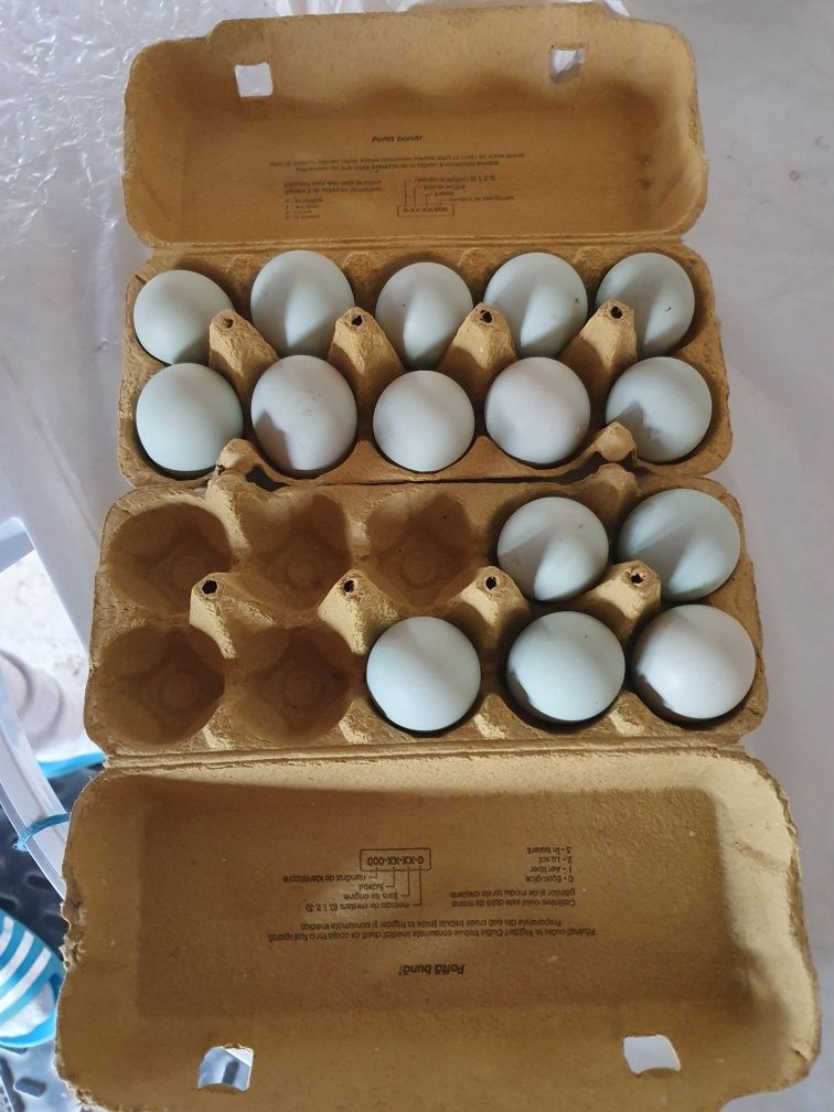 Vand ouă Araucana auriu