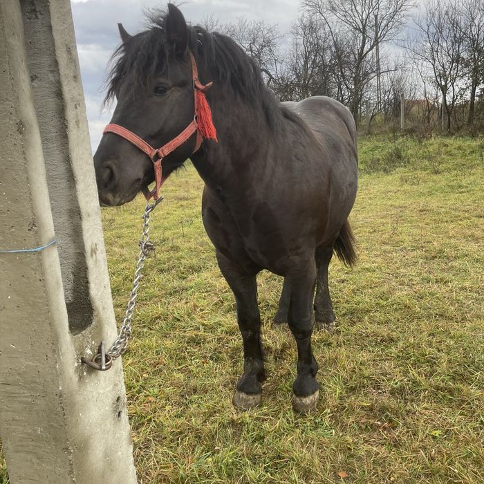 Vand Manz linia miutescu.