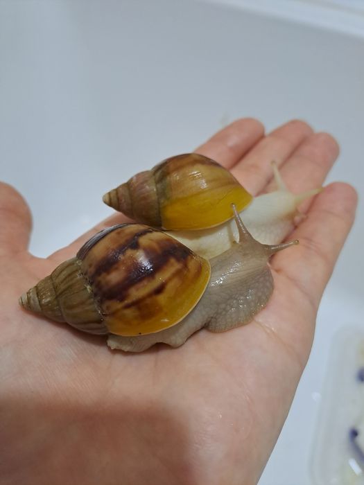 Улитка ахатина фулика ва радация албинос, стандартлар