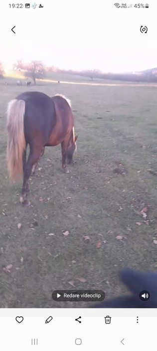 Vand Manza de 2 ani foarte cuminte