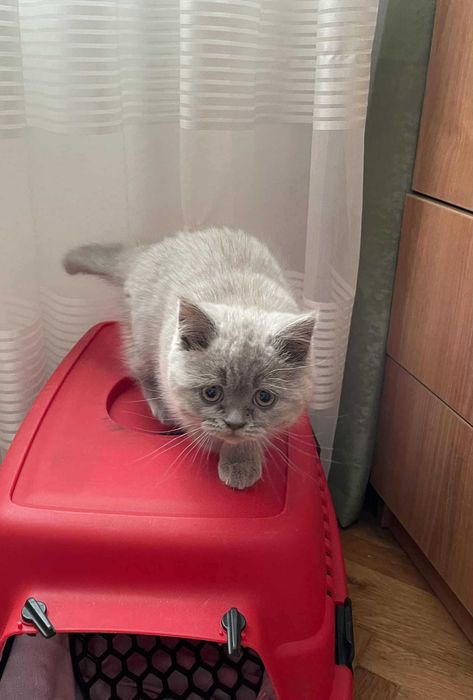 Британски котенца