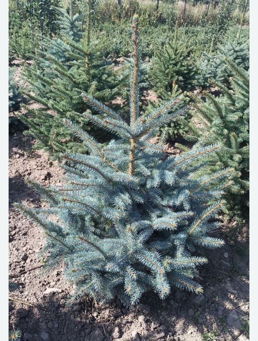 Саженцый и ягдный рассада