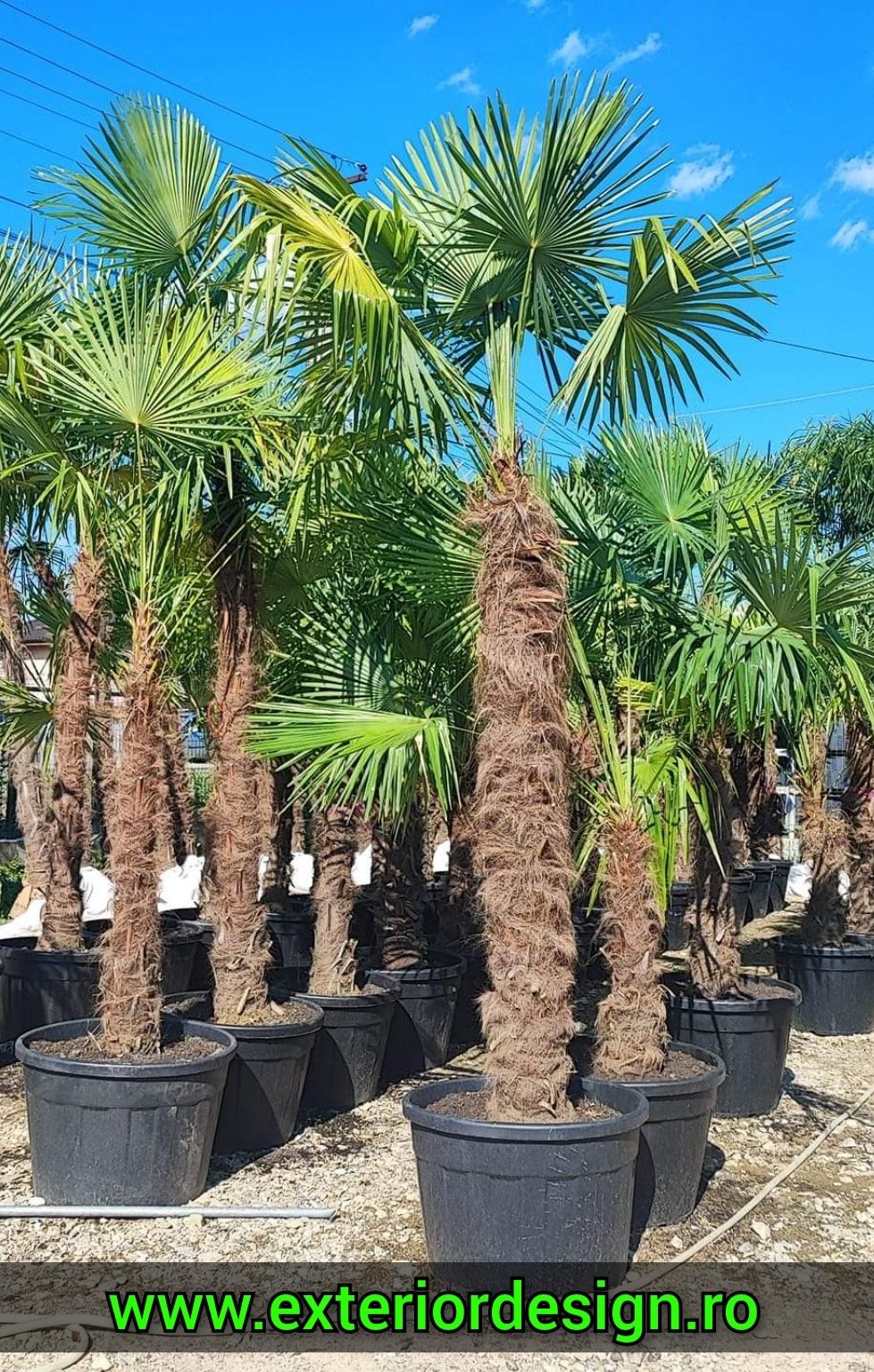 Palmier rezista la frig Trachycarpus Fortunei, rezista la îngheț