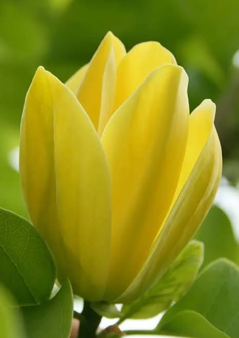 Magnolie Yellow Bord