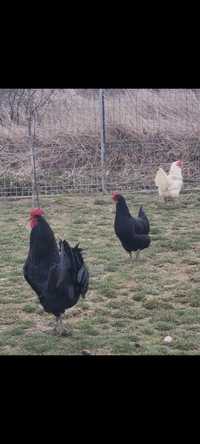 Ouă Găini Rasă AustraLorp Nr 1 pentru incubator sau Cloșcă, Satu Mare