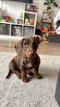 Teckel, fetiță de +4 luni, Dachshund ciocolatiu