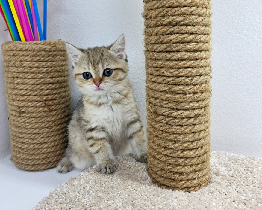 Британские девули  ждут любящих и ответственых хозяев