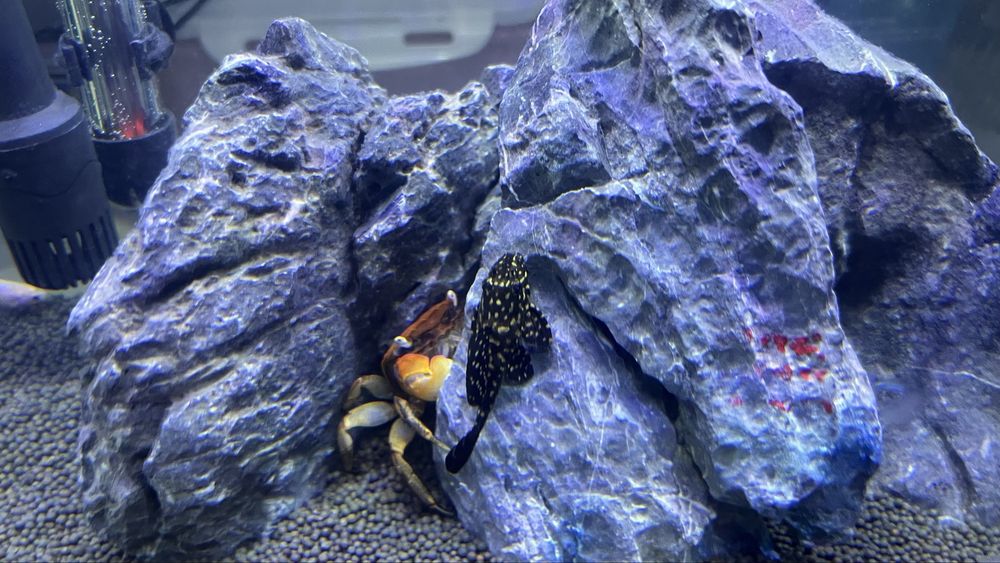 Akvarium 10tadan ortiq baliqlar, 1 ta qisqichbaqasi va aksessuarlari b