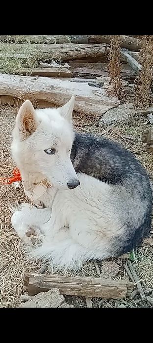 Haski zoti toza sotiladi