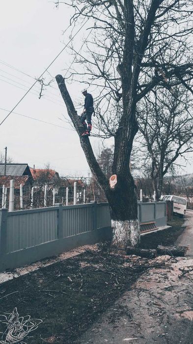 Toaletare, taiere, doborat copaci, arbori sau pomi