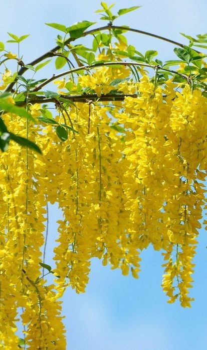 Wisteria (Glicina Galbena)