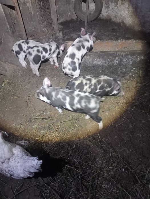 Поросята 2-х месячные