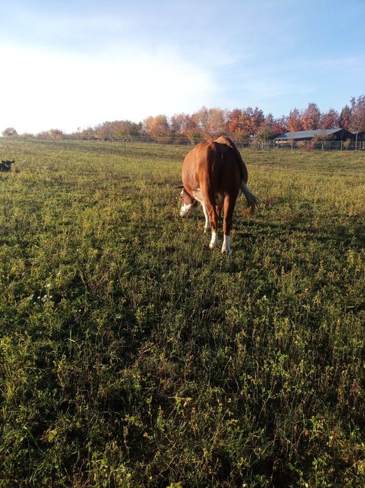 De vânzare vacă baltata