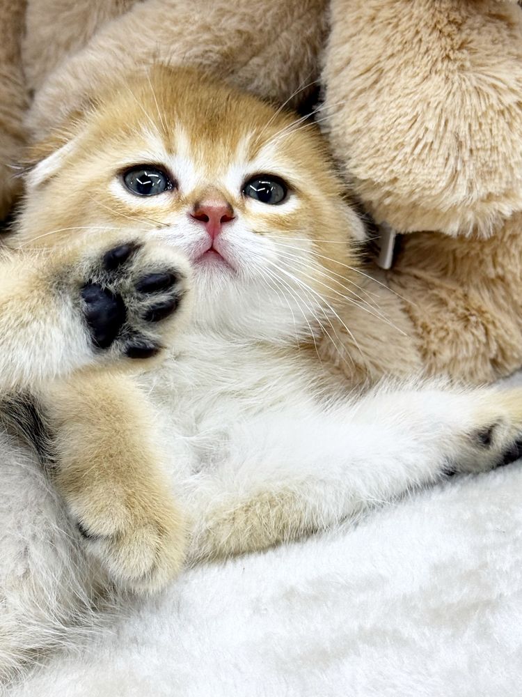 Шотландский скоттиш фолд