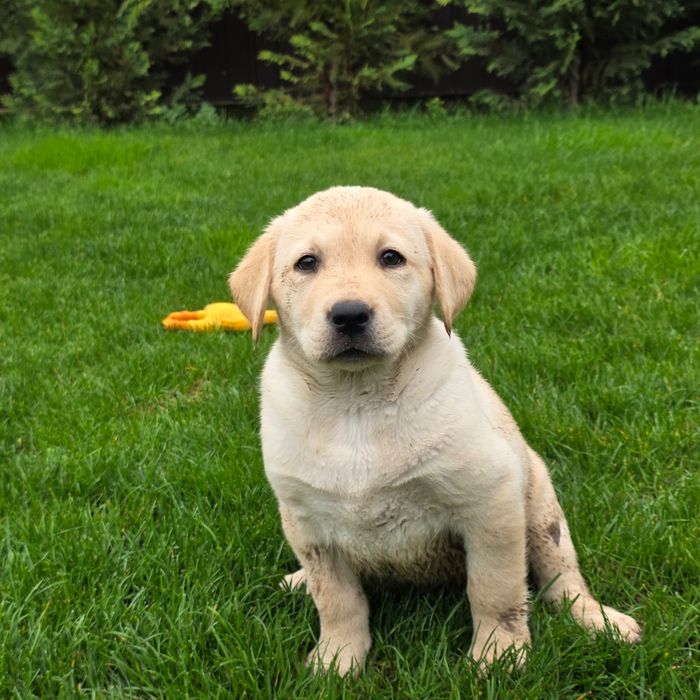 Labrador retriever cu certificat pedigree tip A