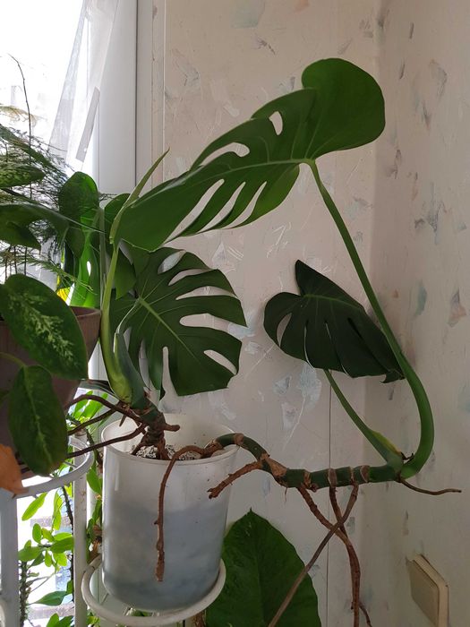 Стайно цвете в саксия спатифилиум