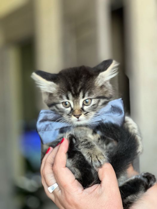 Этот привлекательный молодой кот в бабочке ищет семью!