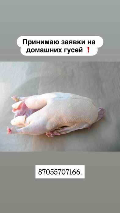 Продам домашних гусей !