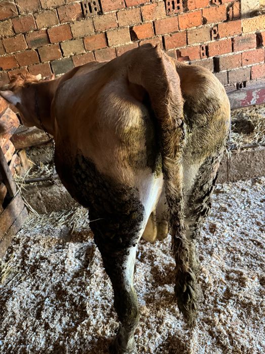 3 крави за дамазлък бартер за животни за клане