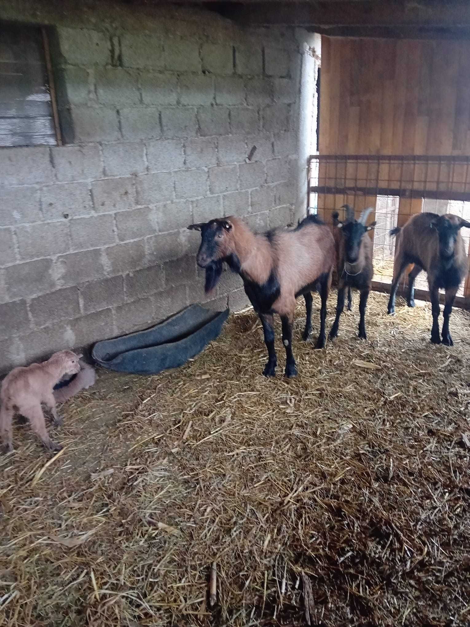 Vând țapi alpin (cu pedigree) și alte animale.