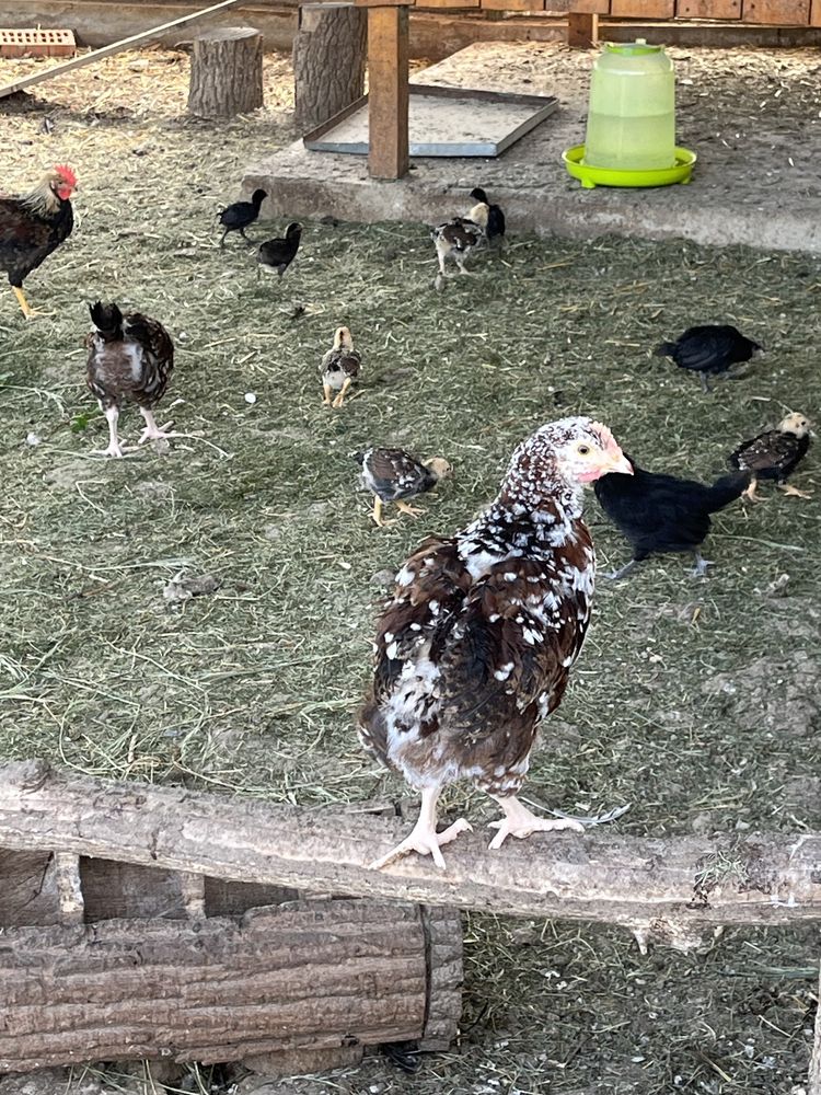 Cocosi si gaini , ayam cemani, araucana si italiene!