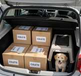 Transport colete, piese auto, animale mici etc. – București și in țară