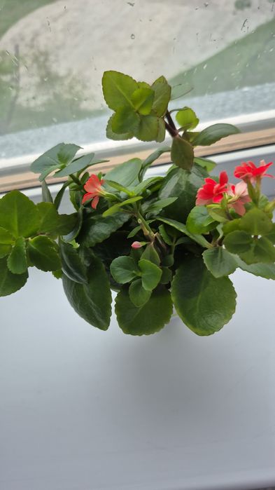 Каланхоэ.. Декоративный. Цвётет