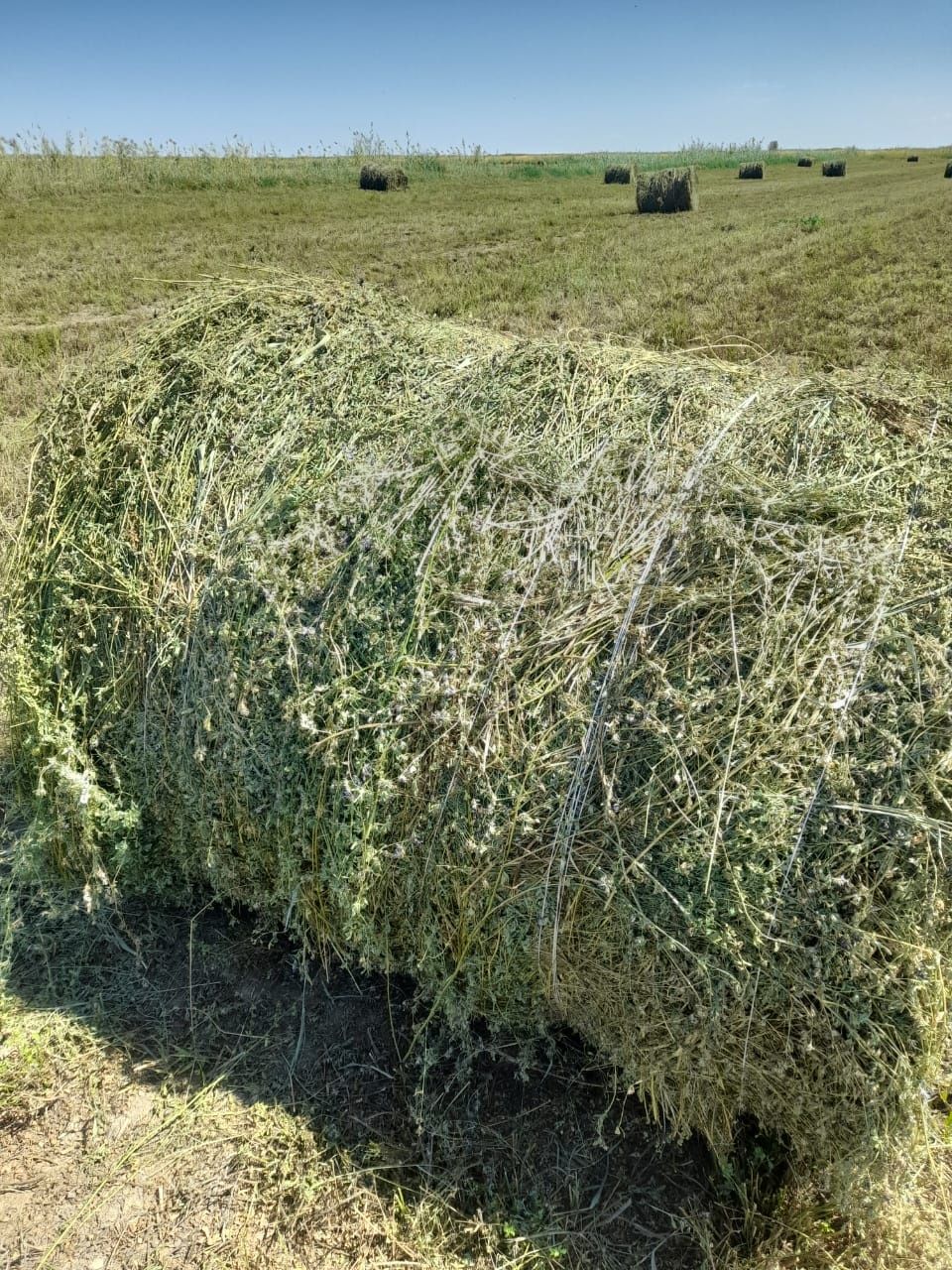 Сено люцерна жоношка урлон свежый укос жоношка сатамын урлон жоношка с