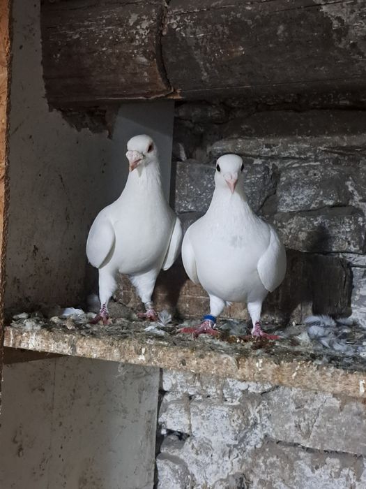 Vând porumbei voiajori