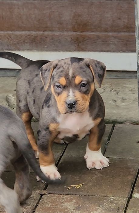 Femela american bully xl