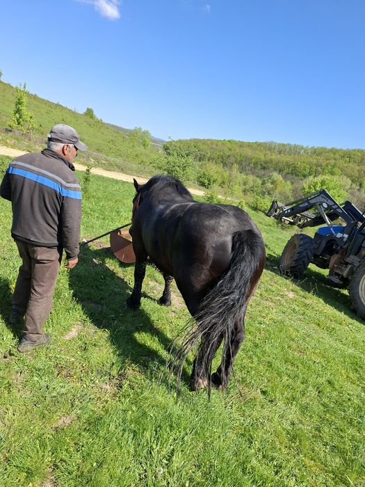 Vând mânză de 2 ani jumate