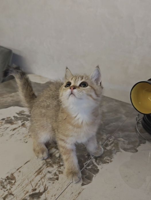 Шотландский котенок Скоттиш страйт
