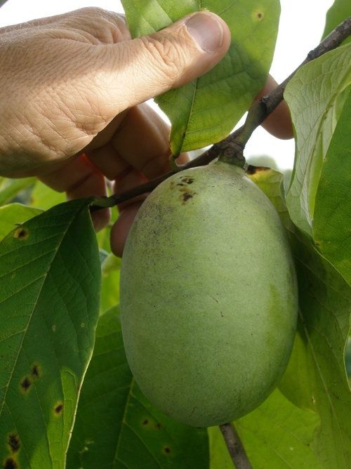 Banana nordului .