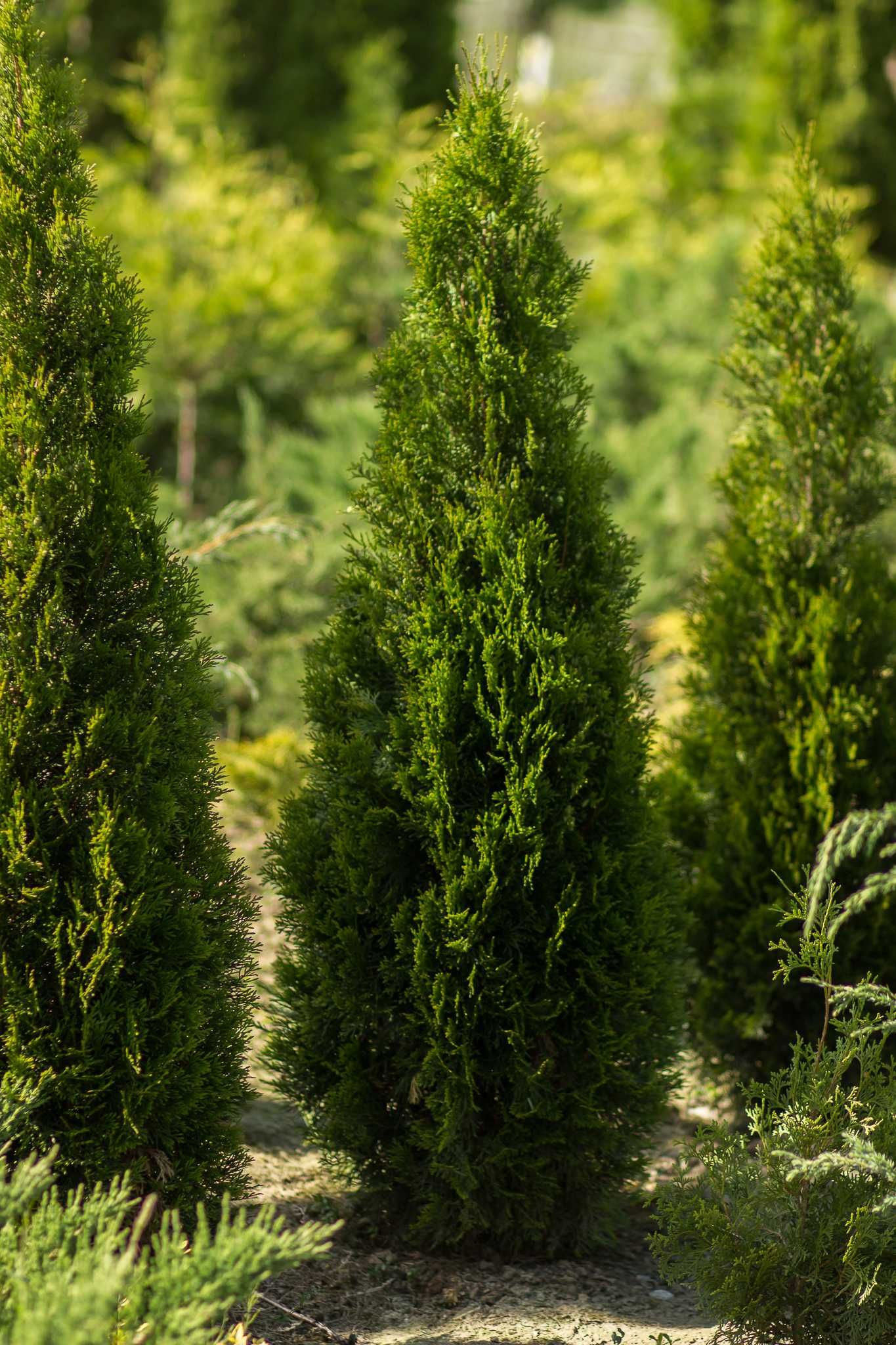 Pepiniera de tuia si arbori ornamentali