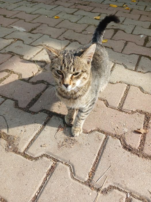 Donez pisoi tigrat