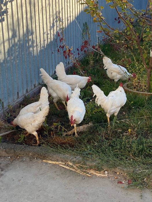 Курица птица продается