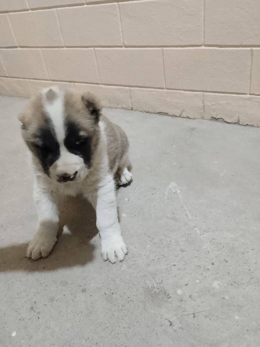 Alabay kuchuk bolasi qozoqi