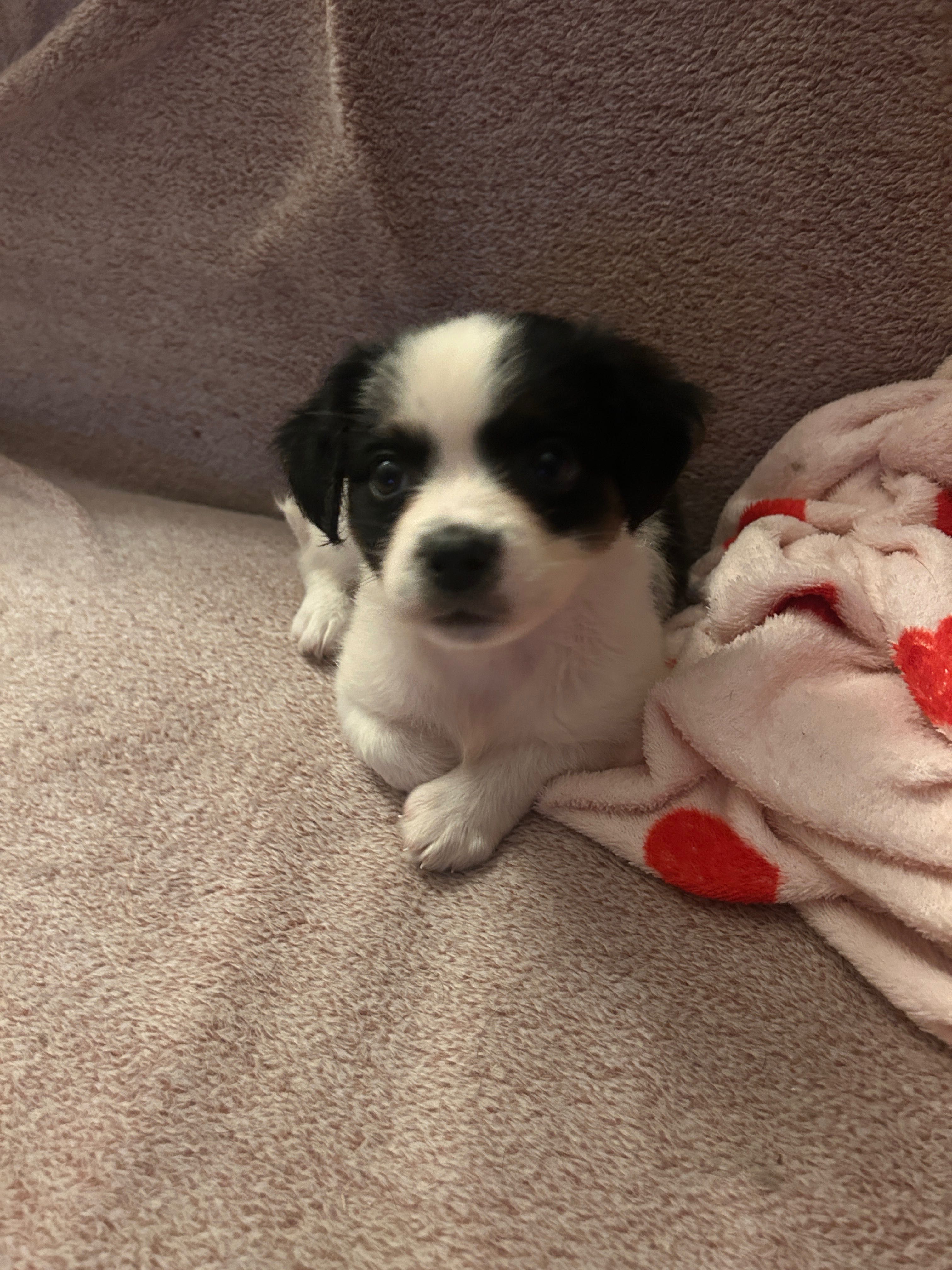 Cățelușa spre adoptie