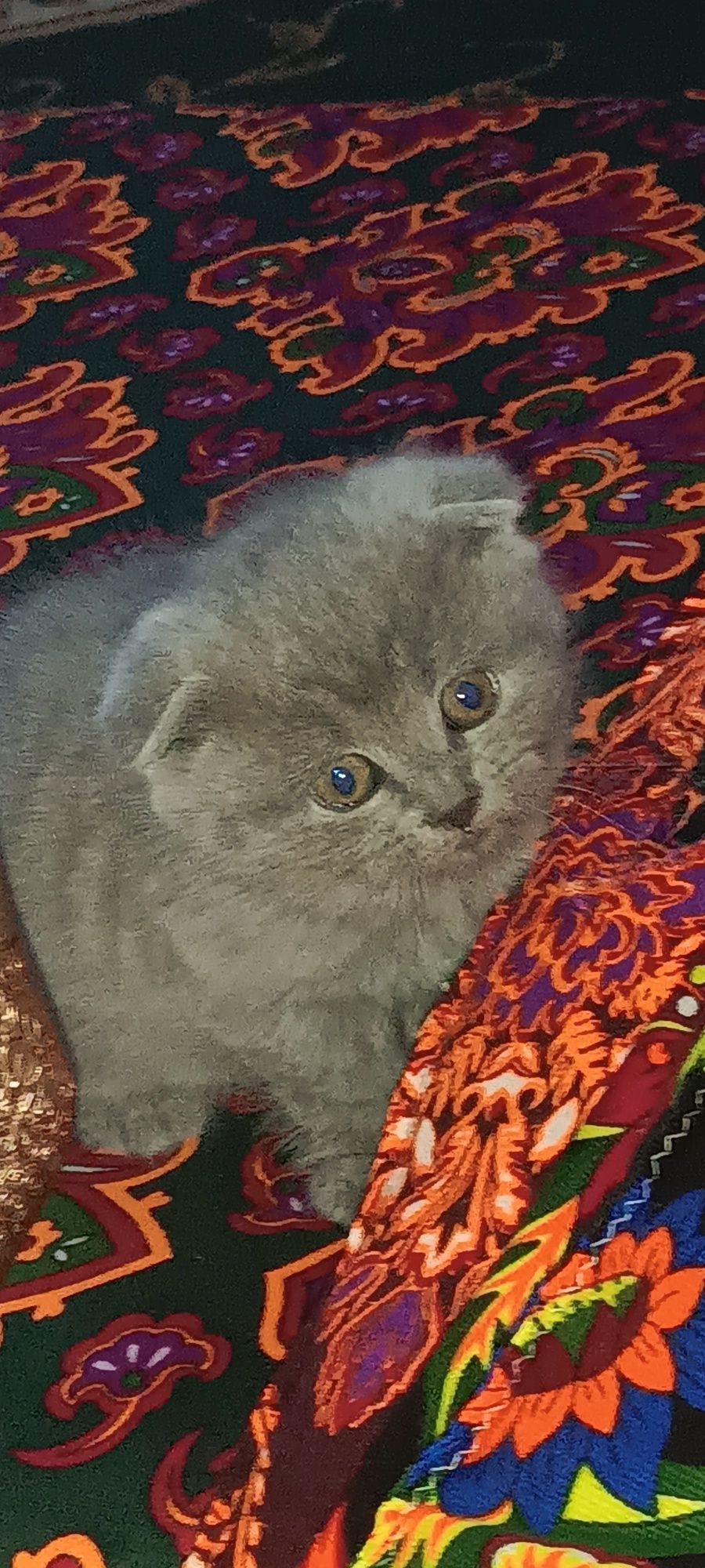 Кошки шотландские скодшолд
