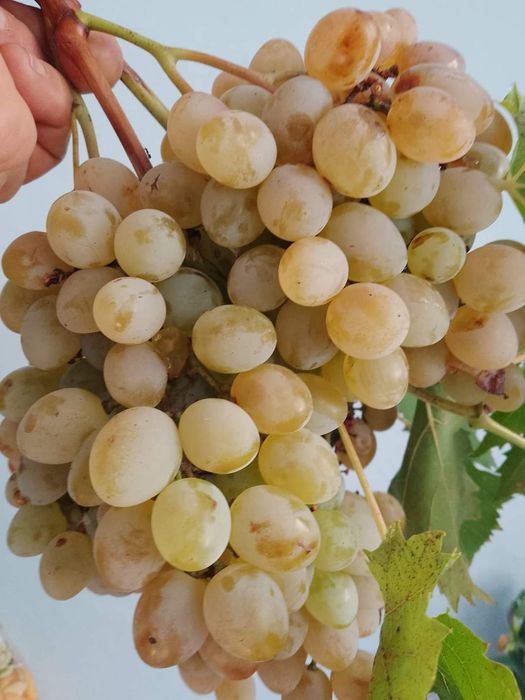 Butași de vita de vie de anul 3