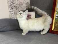 Motanel rasa Munchkin coloure point cu pedigree