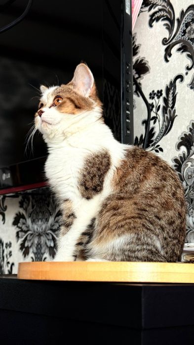 Отдам даром котенка