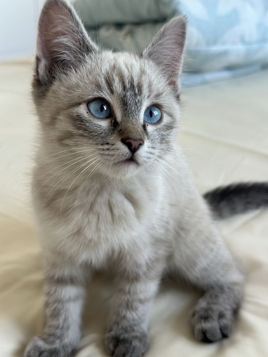 Отдам кошку с полным набором её вещей в добрые руки