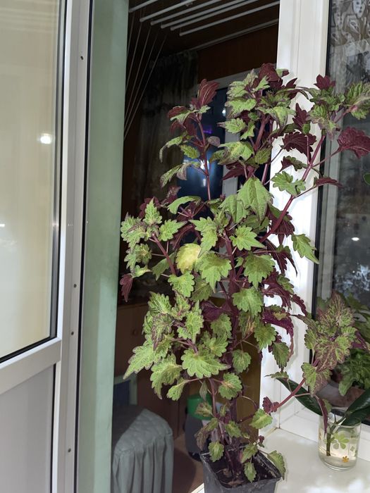 Продам комнатное растение дек.крапиву