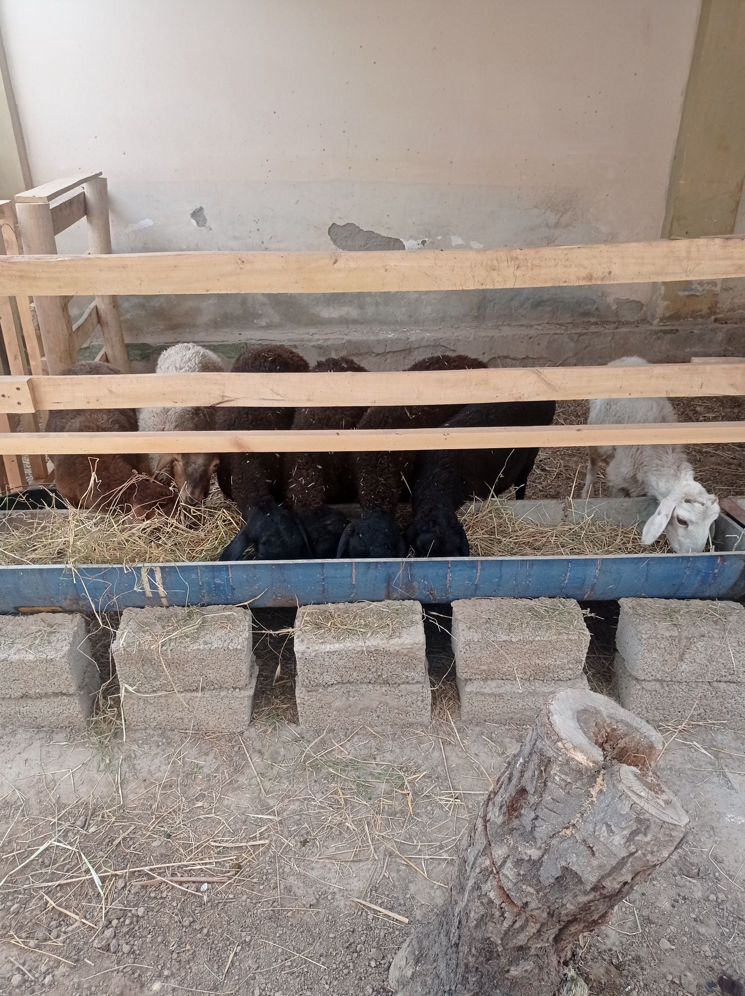 Qoylar sotiladi qochqor