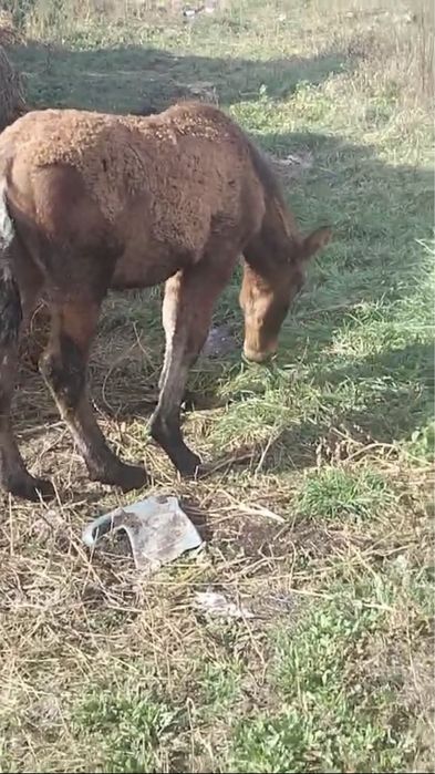 Vand sau schimb manz de 4 luni .